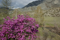 Rhododendron ledebourii