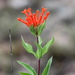 Bouvardia ternifolia - Photo 由 Dra. Laura Elvia Uribe Lara 所上傳的 (c) Dra. Laura Elvia Uribe Lara，保留部份權利CC BY-NC