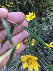 Helianthus porteri