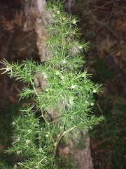 Asparagus nodulosus