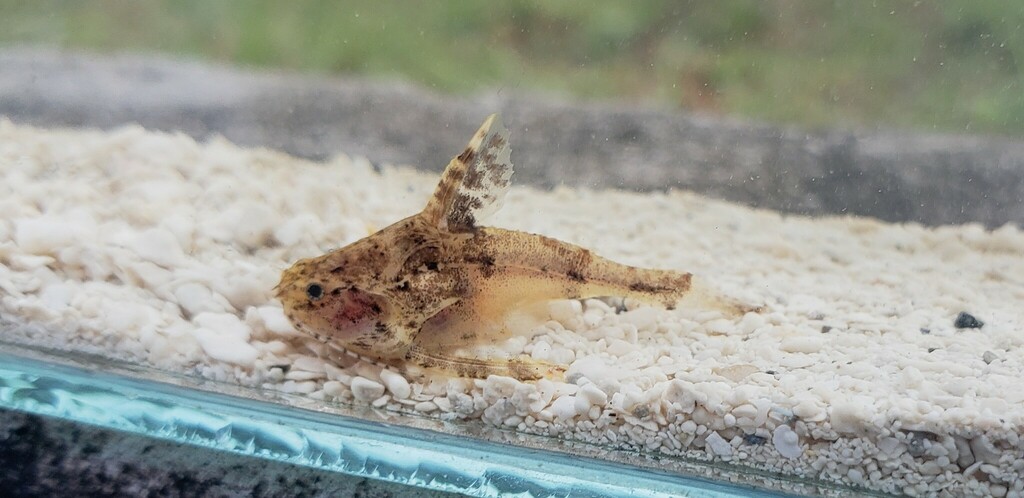 Dwarf thorny catfish (Physopyxis lyra) — Doradidae