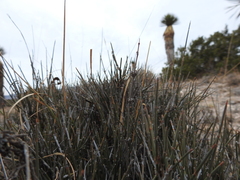 Ephedra compacta