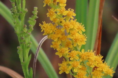 Solidago virgata