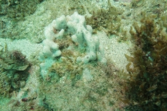 Arenosclera brasiliensis