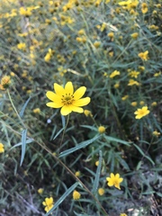 Helianthus porteri