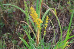 Solidago virgata