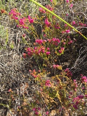 Erica multumbellifera