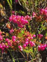 Erica multumbellifera