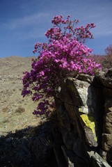 Rhododendron ledebourii