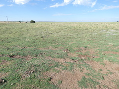 Alternanthera pungens