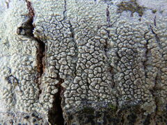 Pertusaria