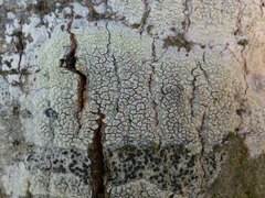 Pertusaria