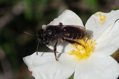 Andrena vulcana