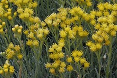 Senecio filaginoides