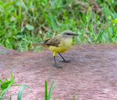 Machetornis rixosa