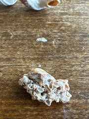 Petaloconchus varians