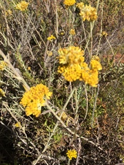 Helichrysum cymosum