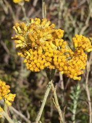 Helichrysum cymosum