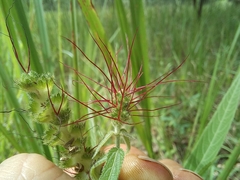 Acalypha villicaulis