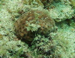 Siderastrea stellata