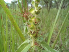 Acalypha villicaulis