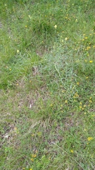 Peucedanum officinale