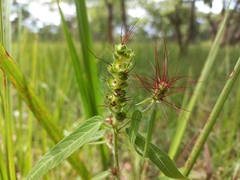 Acalypha villicaulis