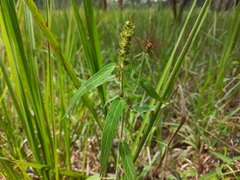 Acalypha villicaulis