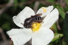 Andrena vulcana
