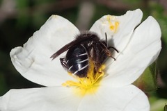 Andrena vulcana