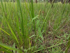 Acalypha villicaulis