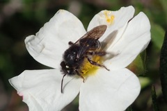 Andrena vulcana