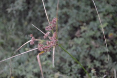 Cyperus entrerianus