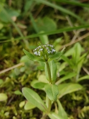 Valerianella locusta