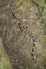 Cyrtodactylus