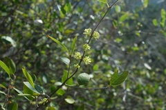 Forestiera reticulata