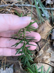 Taxus canadensis