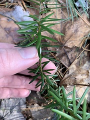 Taxus canadensis