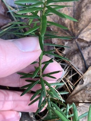 Taxus canadensis