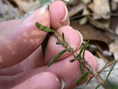 Taxus canadensis