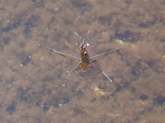 Limnoporus notabilis