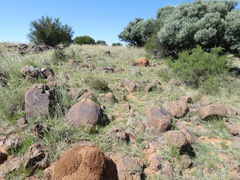 Trinervitermes trinervoides