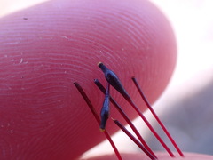 Tetraplodon mnioides