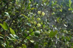 Forestiera reticulata