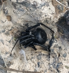 Latrodectus tredecimguttatus