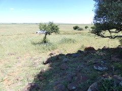 Aristida congesta barbicollis