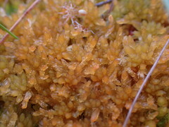 Tetraplodon mnioides