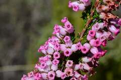 Erica daphniflora