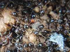 Pselaphinae