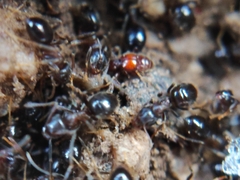 Pselaphinae